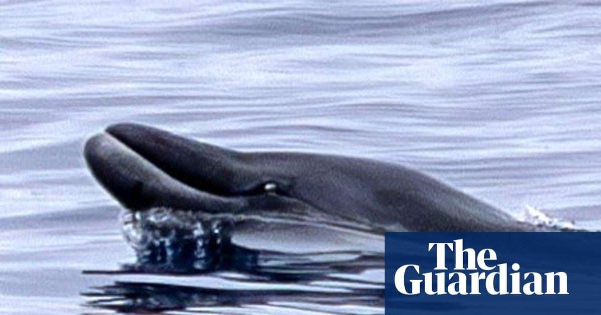 image for These rare whales had never been seen alive. Then a team in Mexico sighted two