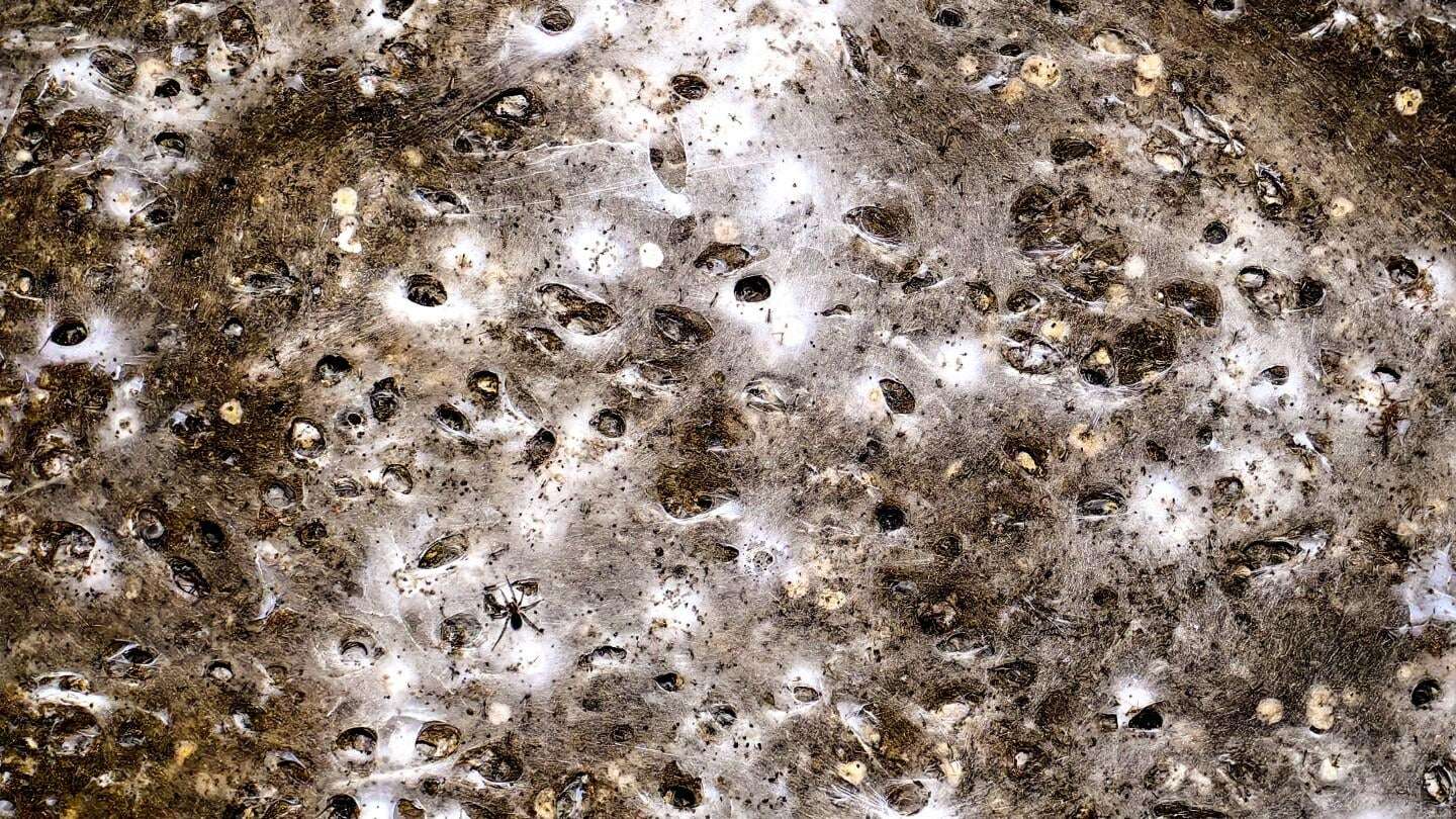 image for Arachnid super-web reveals the surprising ‘constant party’ life of cohabiting spiders