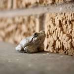 image for My porch frog patiently waiting for the bugs to show up under the light.