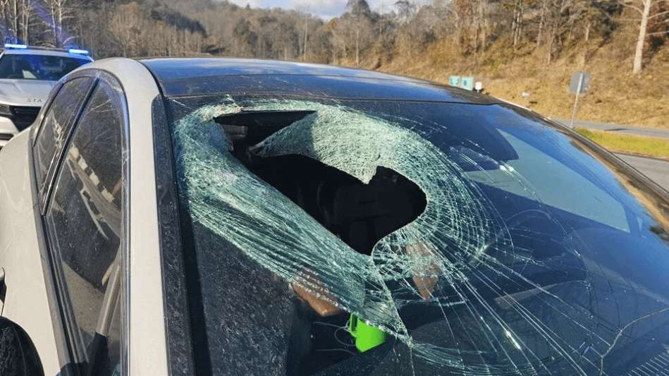 image for Eagle drops cat, sending it through windshield into car’s backseat, NC cops say