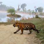 image for [OC] Tadoba National Park India