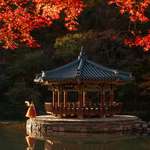 image for [OC] Korean woman in a traditional Hanbok under maple trees
