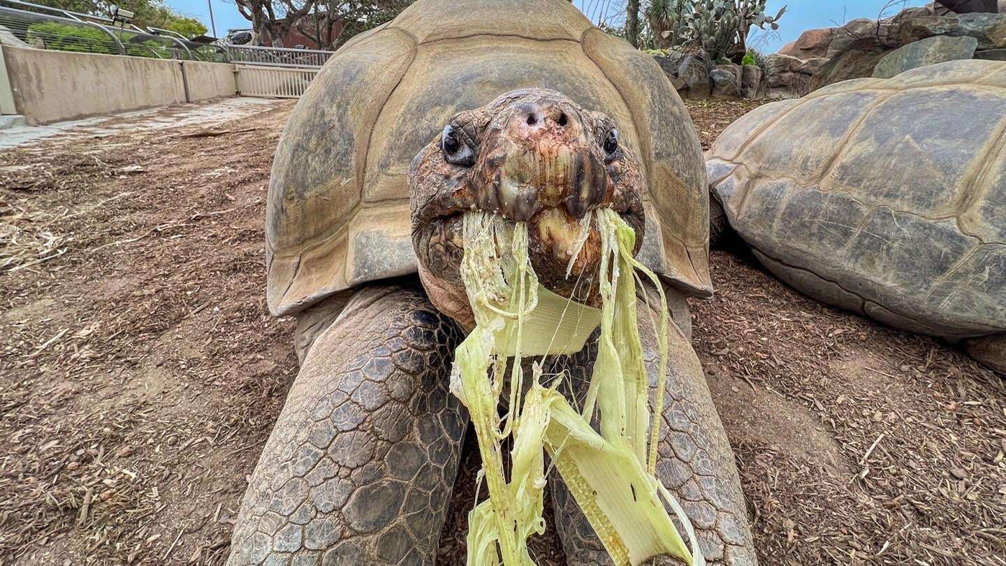 image for Gramma the Galapagos tortoise, oldest resident of San Diego Zoo, dies at about 141