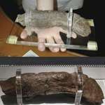 image for Worlds largest known Human Coprolite (fossilized poop), left by a Viking and measuring 20cm (8in)