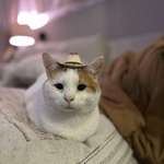 image for Meowdy!