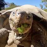 image for OC: Gramma the Galápagos tortoise, oldest resident of San Diego Zoo, dies at about 141