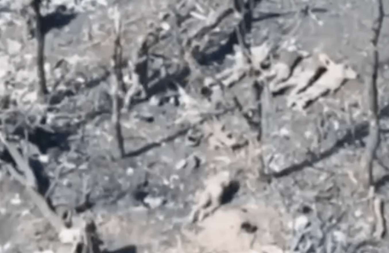 image for Russian military reportedly executes 5 Ukrainian POWs