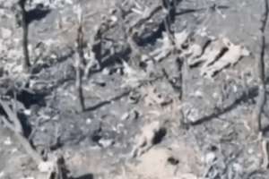 image for 