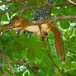 image for Squirrel I came across at a State Park on a 100° day. [OC]