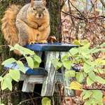 image for Squirrel I came across on my walk.