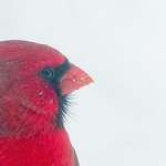 image for Male cardinal in a snowstorm