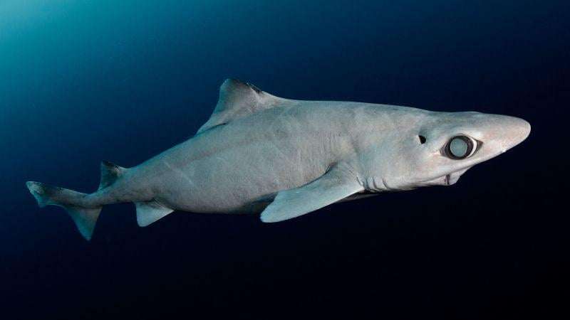 image for Deepwater sharks, killed to make cosmetics, are granted new trade protections in ‘watershed moment’