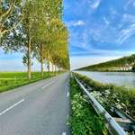 image for A tree-lined road running parallel to a canal