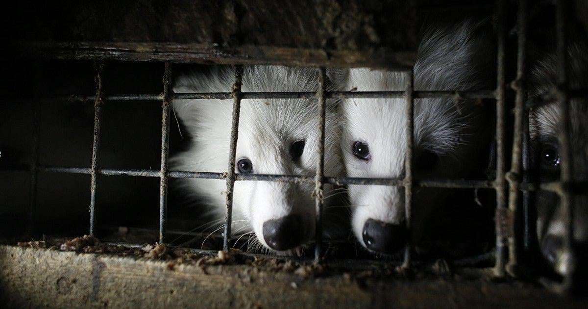 image for Poland’s president signs fur farming ban into law