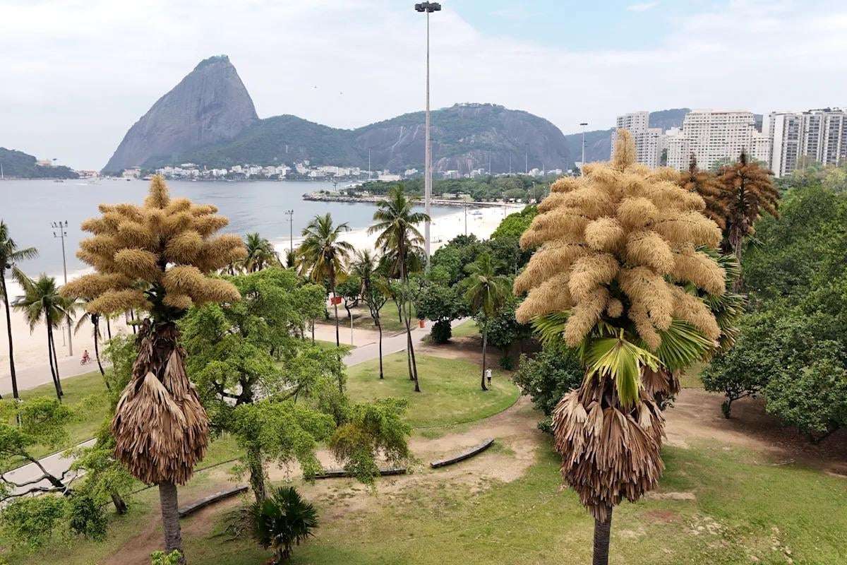 image for Decades-old palm trees in Rio de Janeiro flower for the first — and only — time
