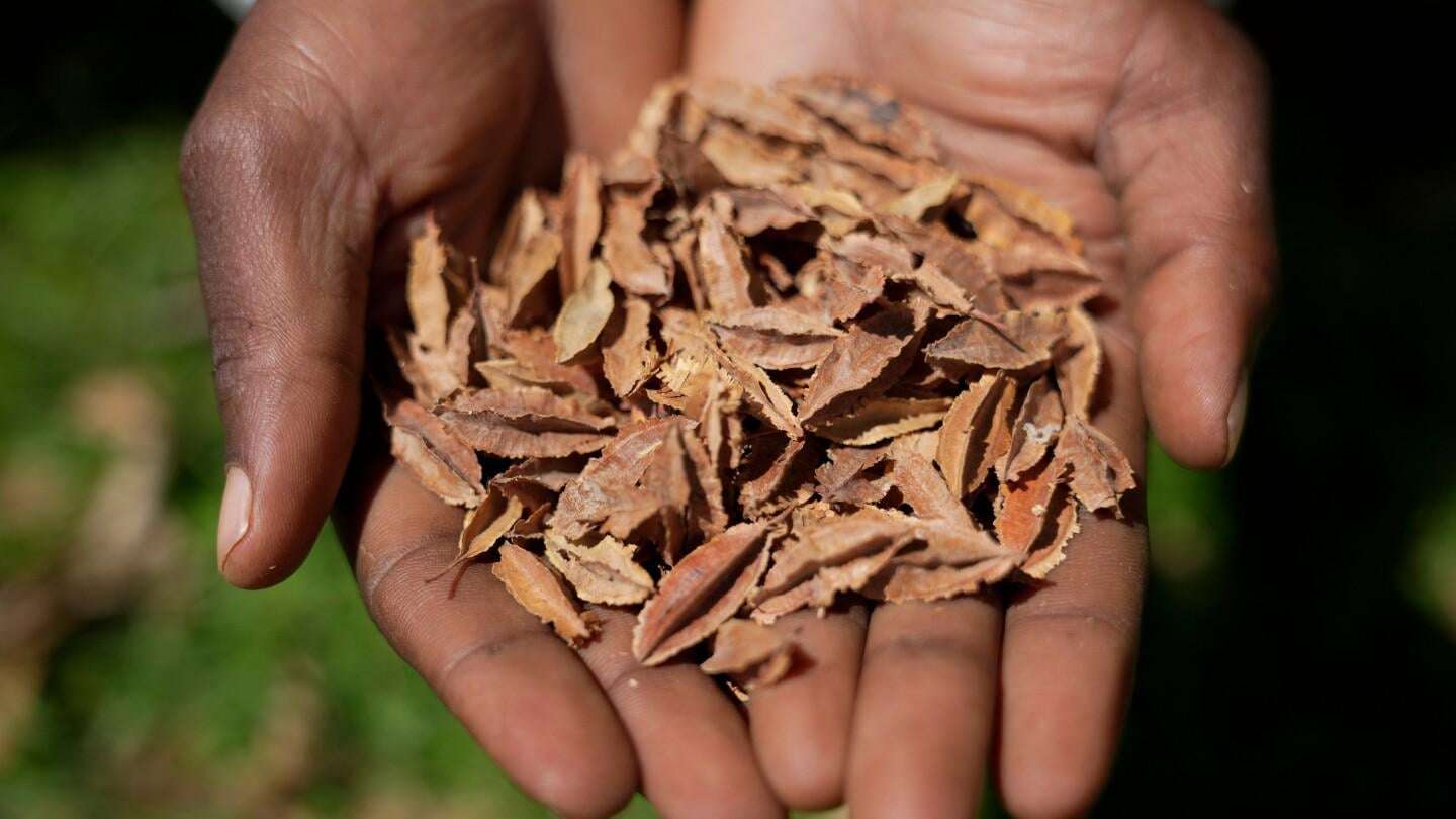 image for Kenyan court declares law banning seed sharing unconstitutional