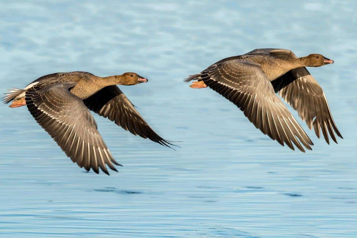 image for Geese attack leaves Texas woman, 72, with broken pelvis and internal bleeding