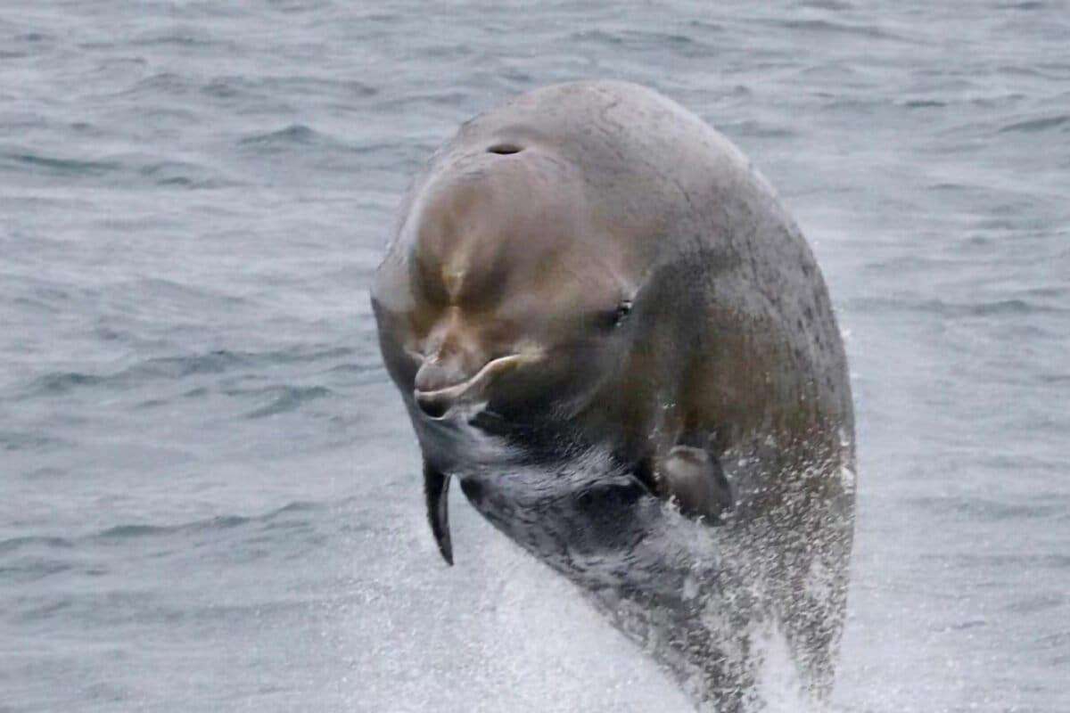 image for A rare bright spot for whales: Decades of conservation pay off for endangered population in Canada