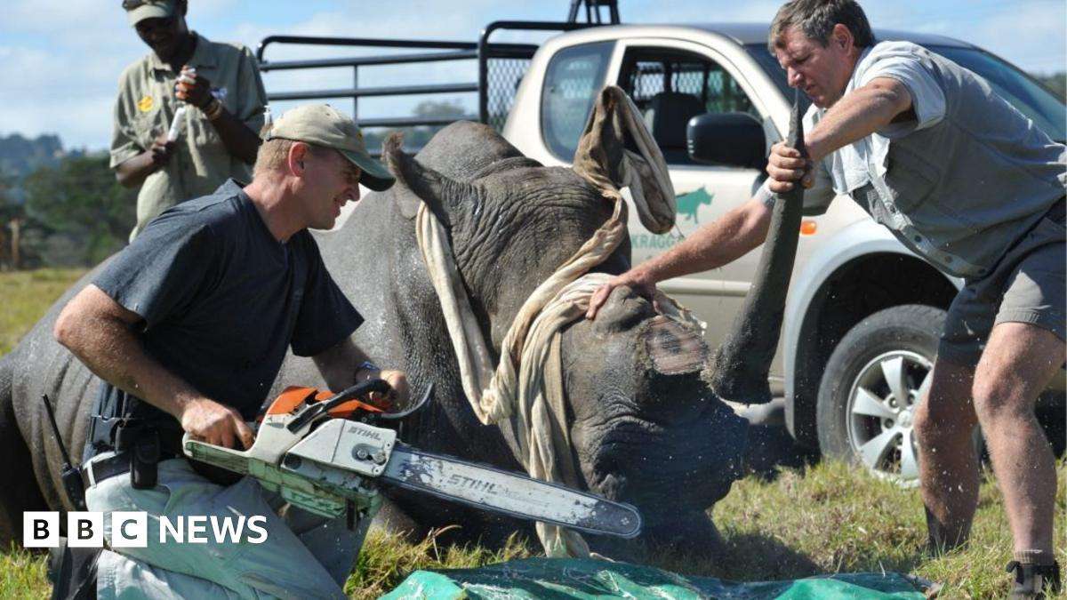image for Namibia loses bid to overturn ban on rhino horn trade at Cites conference in Samarkand
