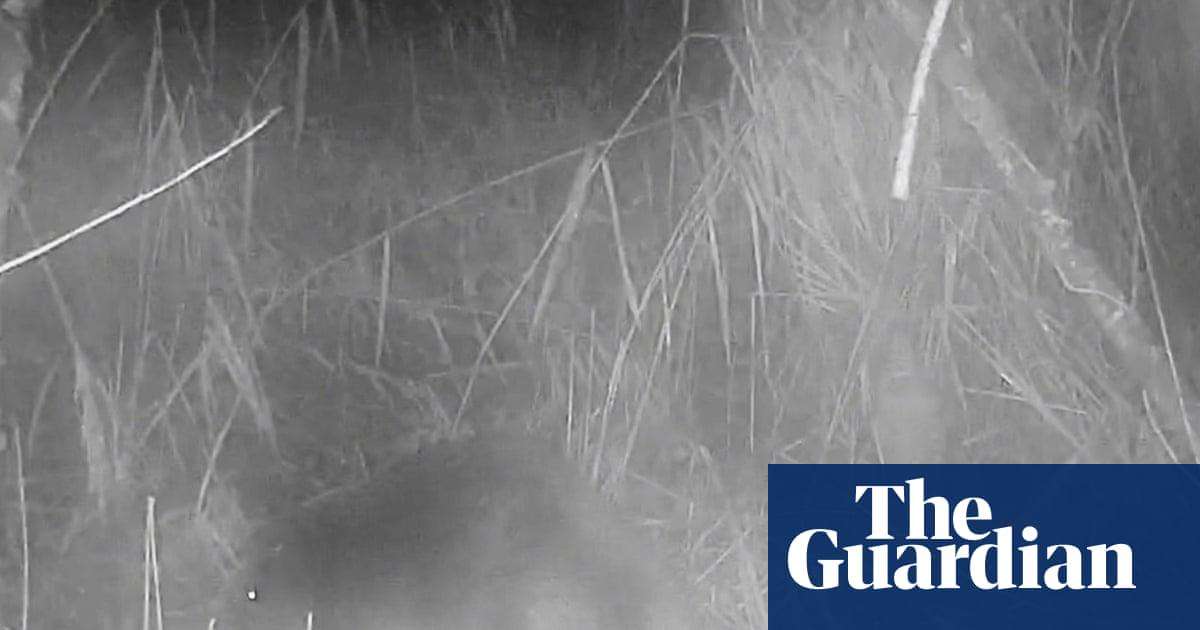 image for ‘No one knows where it came from’: first wild beaver spotted in Norfolk in 500 years