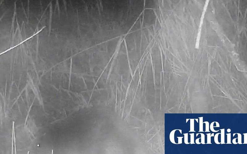 image for ‘No one knows where it came from’: first wild beaver spotted in Norfolk in 500 years