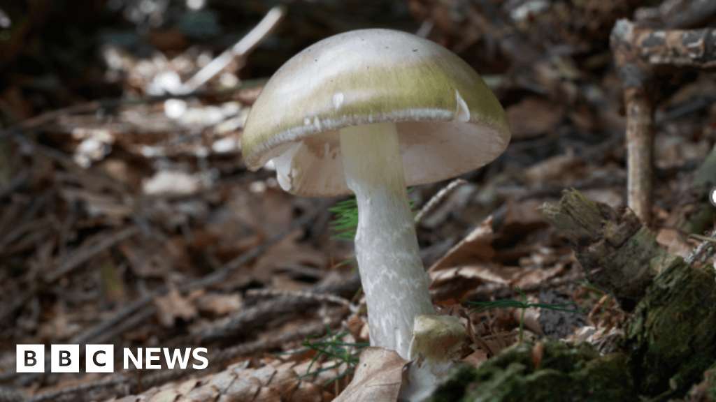 image for California wild mushroom poisoning leaves 1 dead, 20 injured