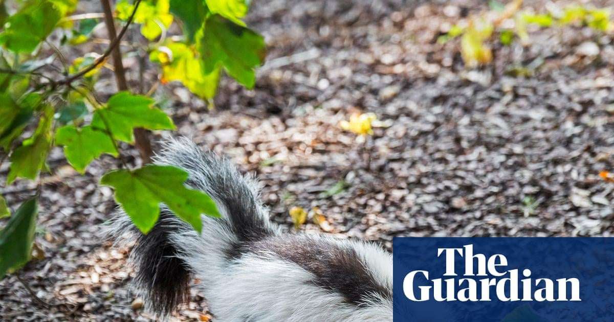 image for Man dies of rabies after kidney transplant from donor who saved kitten from skunk