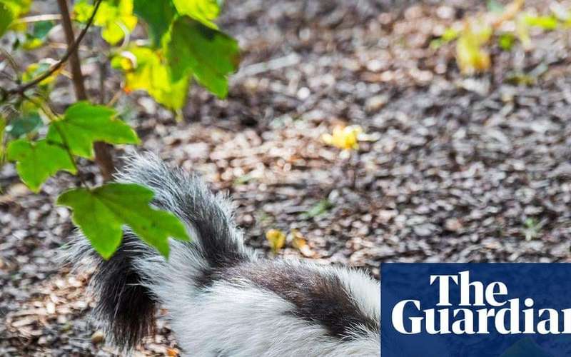 image for Man dies of rabies after kidney transplant from donor who saved kitten from skunk