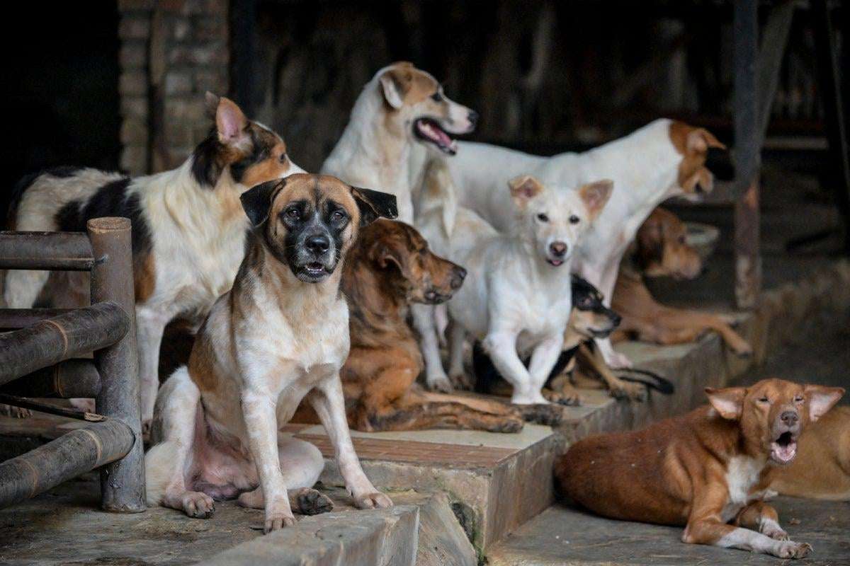 image for Major Asian city finally bans dog and cat meat in victory for animal rights activists