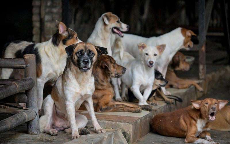 image for Major Asian city finally bans dog and cat meat in victory for animal rights activists