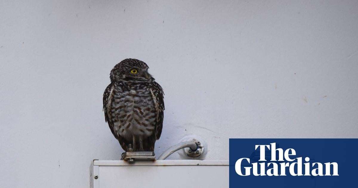 image for Cruise-ship stowaway owls set for US return after living it up at Spanish resort