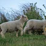 image for A pair of lambs in New Zealand that still have their tails [OC]