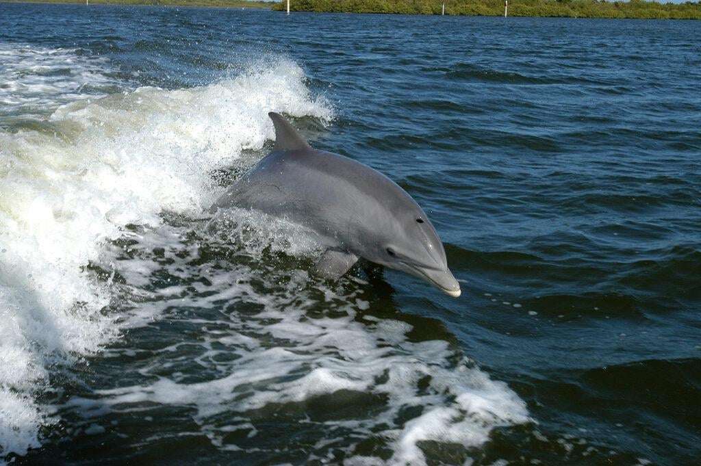image for Dolphin Legal Personhood Could Soon Become a Reality in South Korea