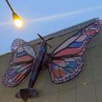 image for [OC] Airplane butterfly in Prague!