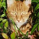 image for After two months of thinking my cat was gone forever, I found him today hiding in my yard