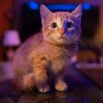image for [OC] This stray cat we adopted is so cute I have a hard time getting people to believe she's real
