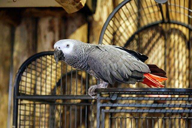 image for DR Congo Enacts Complete Protection of African Gray Parrots