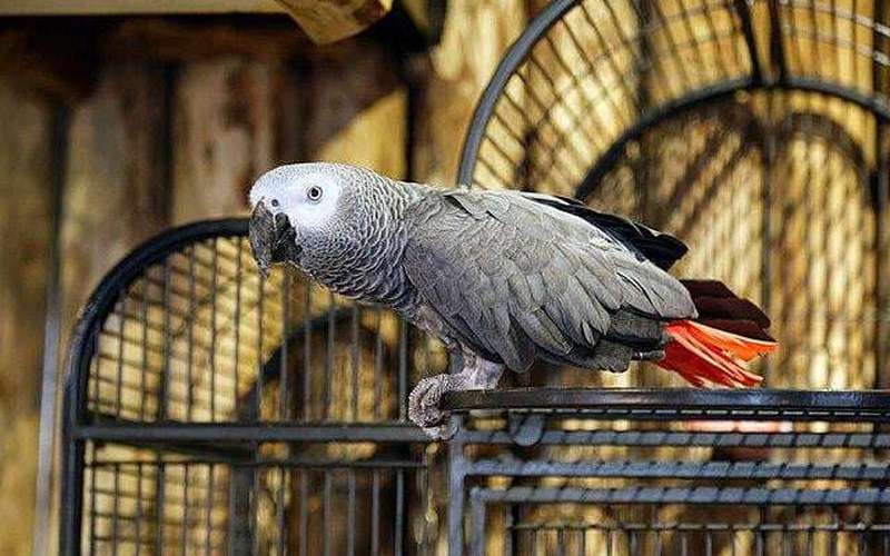 image for DR Congo Enacts Complete Protection of African Gray Parrots