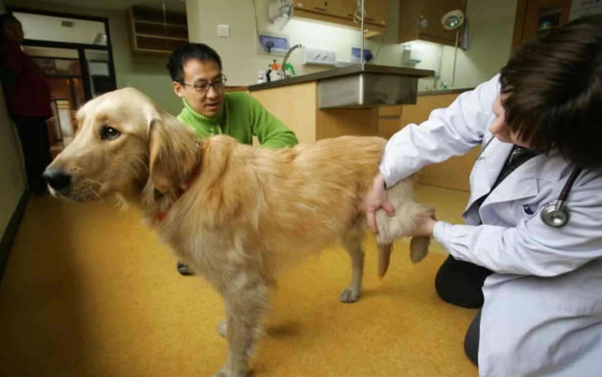 image for Woman takes the IRS to court, arguing pets deserve the same tax treatment as dependents