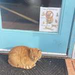 image for Poor Kitty!