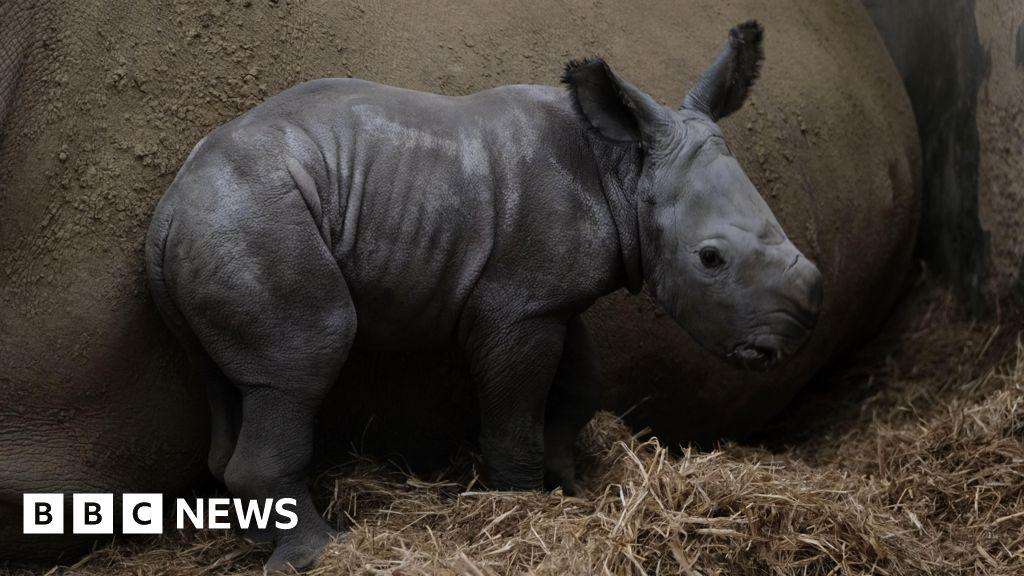 image for White rhino calf born at Cotswold Wildlife Park takes first steps