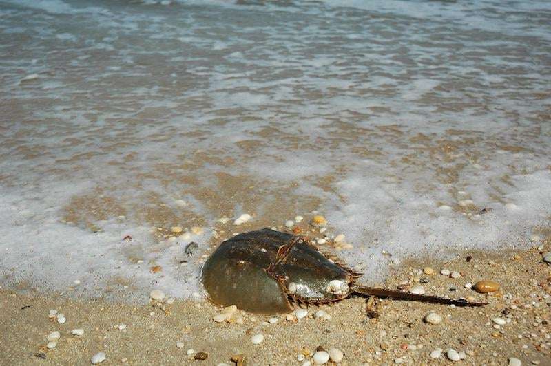 image for Hochul signs Horseshoe Crab Protection Act, with full ban by 2029