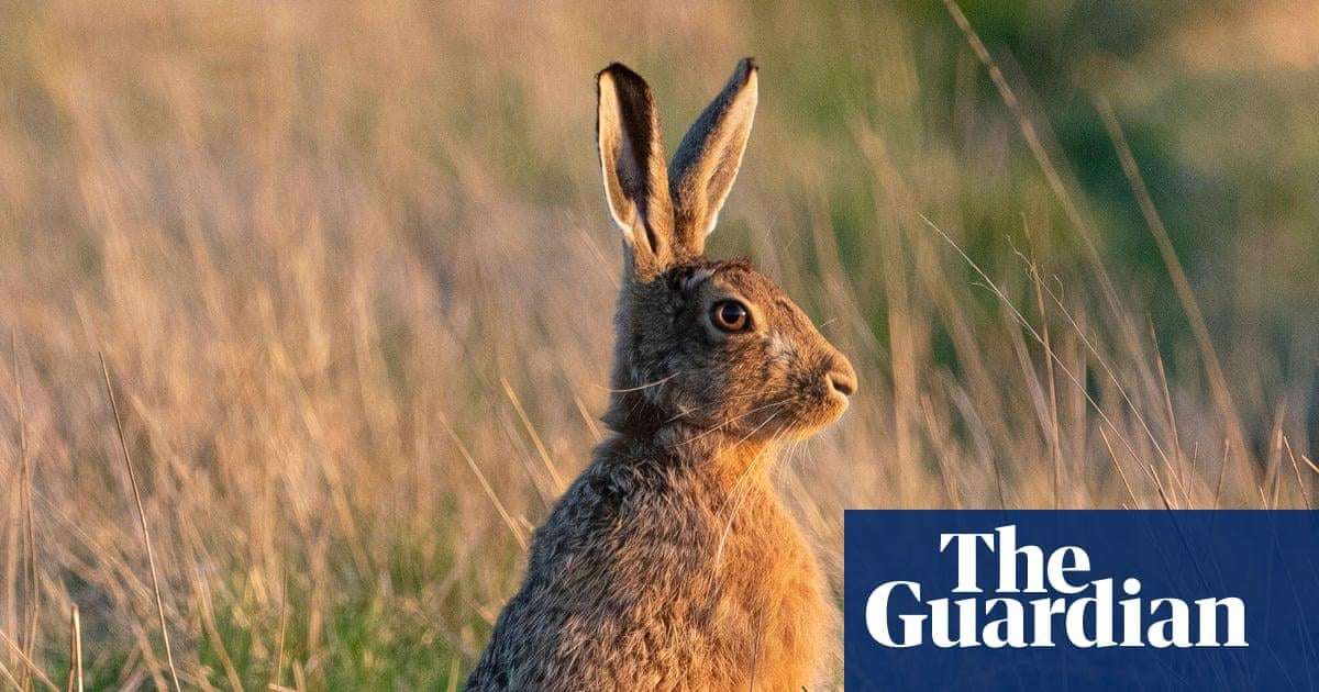 image for Shooting hares in England to be banned for most of the year