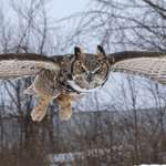 image for Caught this Fellow in Mid Flight.