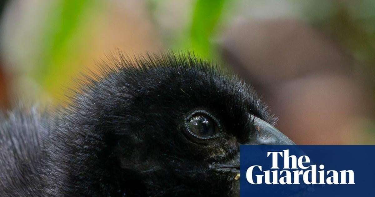 image for ‘Miracle’ of Zealandia: chick is born to rare takahē pair thought to be infertile