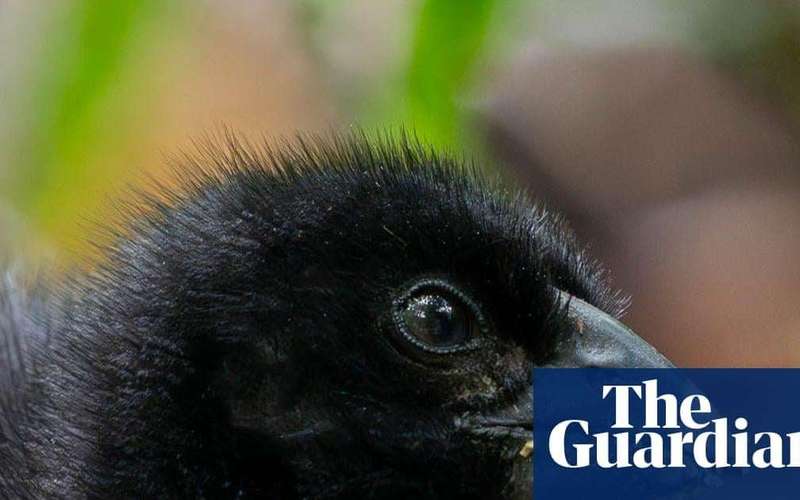 image for ‘Miracle’ of Zealandia: chick is born to rare takahē pair thought to be infertile