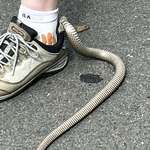 image for Venomous Australia snake caught inside a shoe