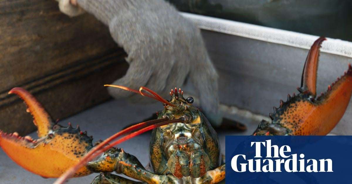 image for Boiling lobsters alive to be banned in UK animal cruelty crackdown