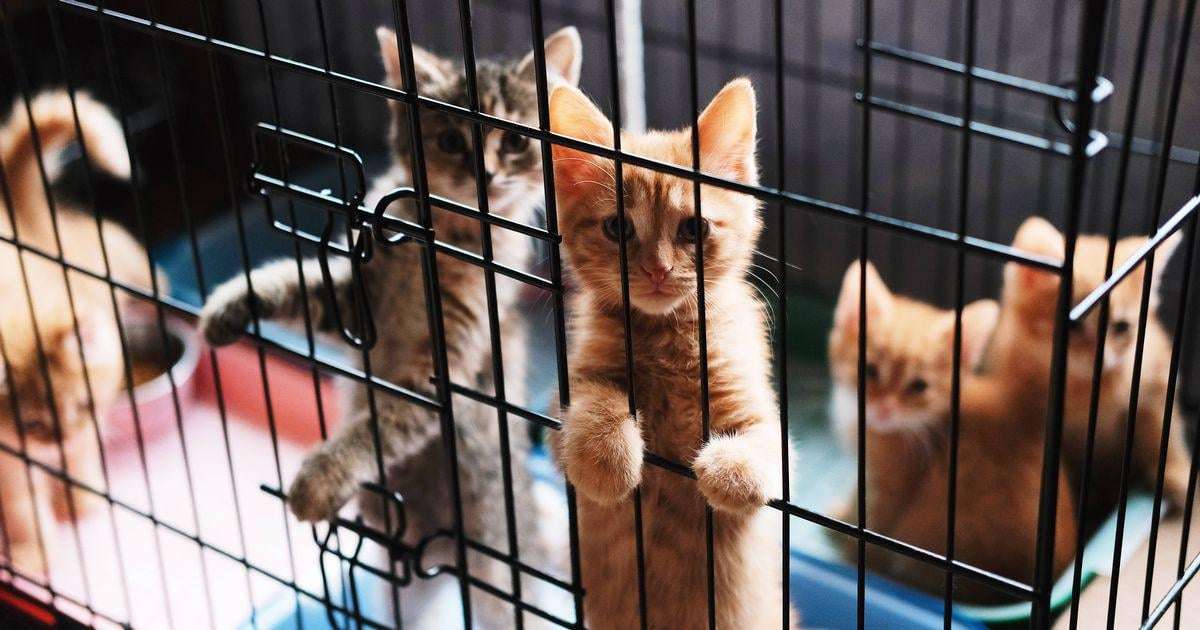 image for Kitten found behind Costco trash cans leads very different life after rescue