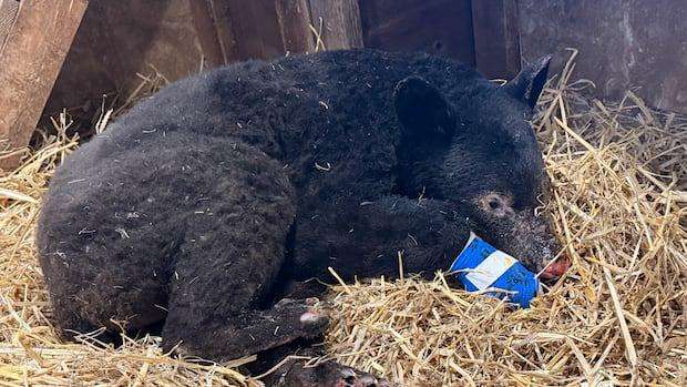 image for 'Truly a Christmas miracle': Black bear cub survives being burned in northern B.C.